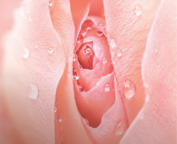 Labiaplasty — Lante signature intimate surgery